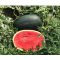 Görögdinnye CRX 10510 F1 Cora Seeds - 1000 szem