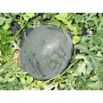 Görögdinnye Bingoplus F1 Esasem - 1000 szem