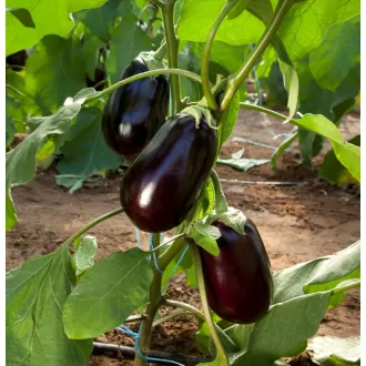 Tojásgyümölcs Clelia F1 Esasem - 1000 szem