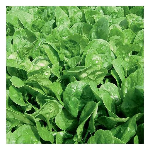 Spenót Apollo F1 Sakata - 50.000 szem