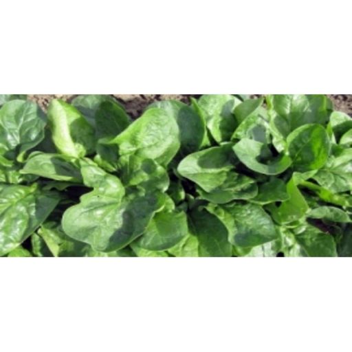 Spenót Sputnik F1 Sakata - 50.000 szem