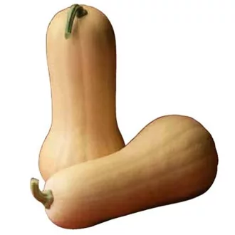 Sütőtök Ariel F1 Sakata - 500 szem