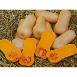 Sütőtök Pluto F1 Sakata - 500 szem