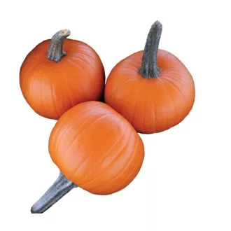   Sütőtök Spyro F1 Hakkoween (Halloween Tök) Sakata - 1000 szem