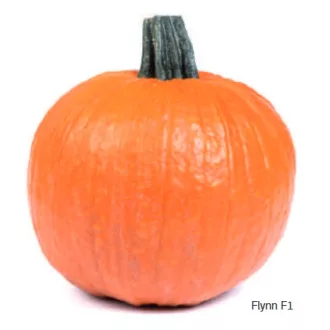   Sütőtök Flynn F1 Hakkoween (Halloween Tök) Sakata - 500 szem