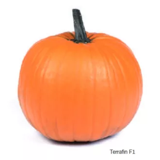   Sütőtök Terrafin F1 Hakkoween (Halloween Tök) Sakata - 500 szem