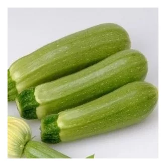 Cukkini Suha F1 Sakata - 500 szem