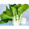 Pak Choi Joi Choi F1 Sakata - 2500 szem