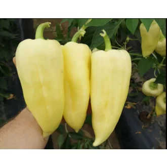 Paprika Polaris F1 Capsico - 1000 szem