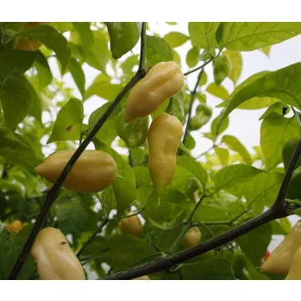 Paprika Bhut Jolokia White Chili ZFW - 50 szem