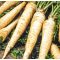 Petrezselyem Aston Alfal. - 100g