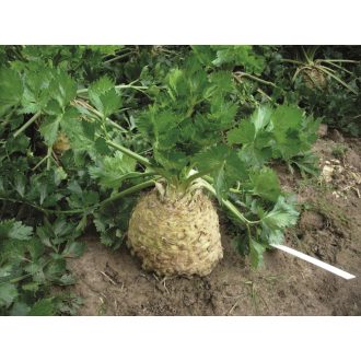 Zeller Asterix F1 Alfal. - 2500 szem