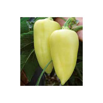 Paprika Adonis F1 Alfal. - 500 szem