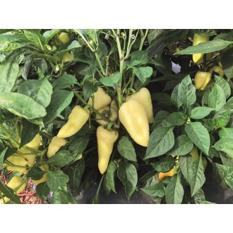 Paprika AL 4075 F1 Alfal. - 500 szem