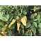 Paprika AL 4075 F1 Alfal. - 500 szem