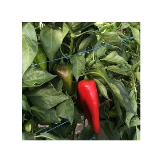 Paprika Aaron F1 Alfal. - 500 szem