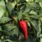 Paprika Aaron F1 Alfal. - 500 szem