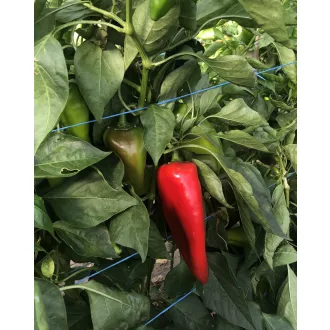 Paprika Fiamma F1 Alfal. - 100 szem