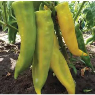 Paprika Thalia F1 Alfal. - 100 szem