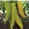 Paprika Thalia F1 Alfal. - 100 szem
