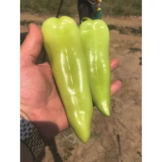 Paprika Frisky (ex. AL 1670) F1 Alfal. - 500 szem
