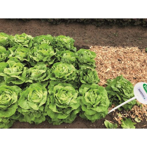 Saláta Ouistiti Pillírozott Alfal. - 5000 szem