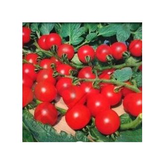 Paradicsom Delyccho (V580) F1 Alfal. - 100 szem