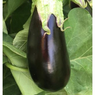 Tojásgyümölcs Paula (Belona) F1 Alfal. - 250 szem