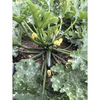 Cukkini Esencia F1 Alfal. - 250 szem