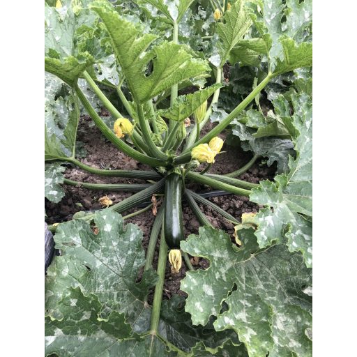 Cukkini Esencia F1 Alfal. - 250 szem