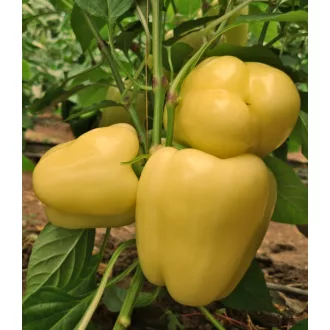 Paprika Goldano F1 Capsico - 1000 szem