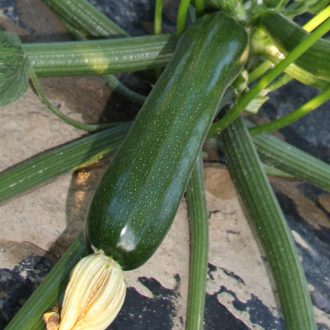 Cukkini Cristal F1 Alfal. - 250 szem