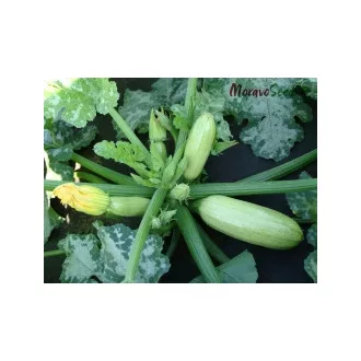 Cukkini Wanda Alfal. - 250 szem