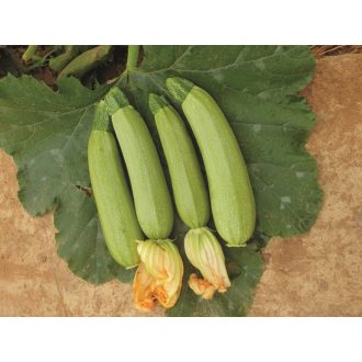 Cukkini Farida F1 Alfal. - 250 szem