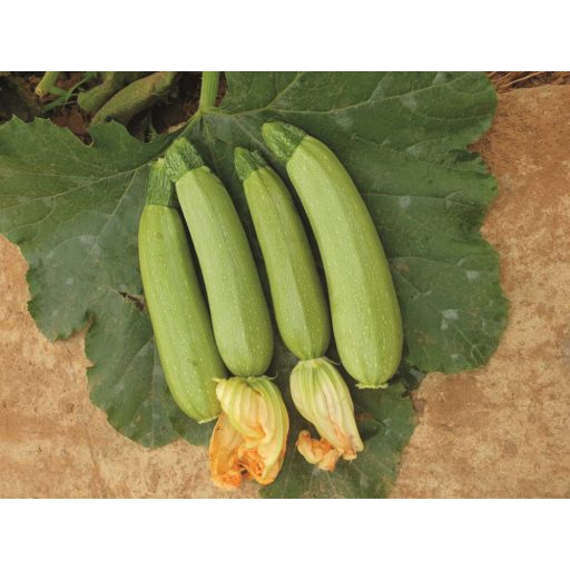 Cukkini Farida F1 Alfal. - 250 szem