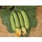Cukkini Farida F1 Alfal. - 250 szem