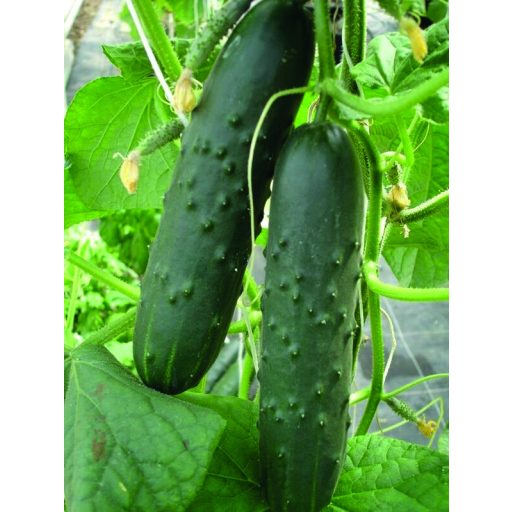 Uborka Murza F1 (saláta) Alfal. - 100 szem