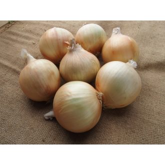 Vöröshagyma Siesta (áttelelő) Alfal. - 25.000 szem