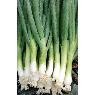 Kötözőhagyma Entita Alfal. - 25.000 szem