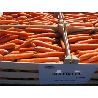   Sárgarépa Bolero F1 Vilseed (1,8-2,0) AlfaL. - 100.000 szem