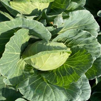 Fejeskáposzta Senna F1 Syngenta - 2500 szem