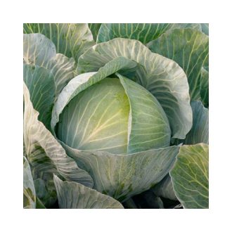 Fejeskáposzta Kepler F1 Syngenta - 2500 szem