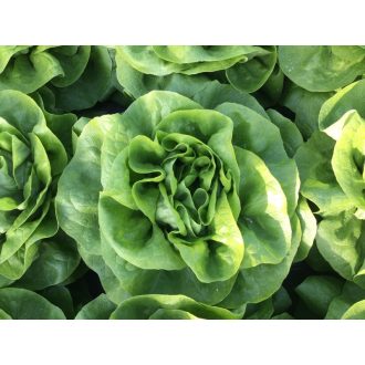 Saláta Bellafore Syngenta - 5000 szem