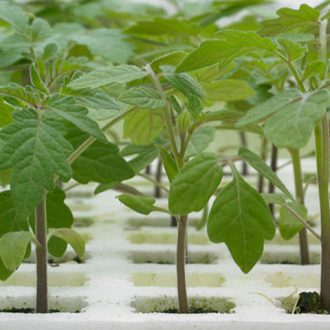 Paradicsom Alany Kardia F1 Syngenta - 500 szem