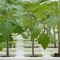 Paradicsom Alany Kardia F1 Syngenta - 500 szem