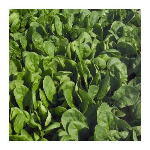 Spenót Puma (51-57) F1 RZ - 25.000 szem