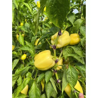 Paprika Buratti F1 RZ - 1000 szem
