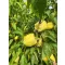 Paprika Buratti F1 RZ - 1000 szem