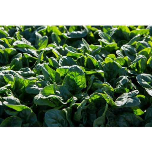 Spenót Pizote F1 (51-SE733) RZ - 100.000 szem