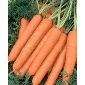 Sárgarépa Monanta RZ - 50g